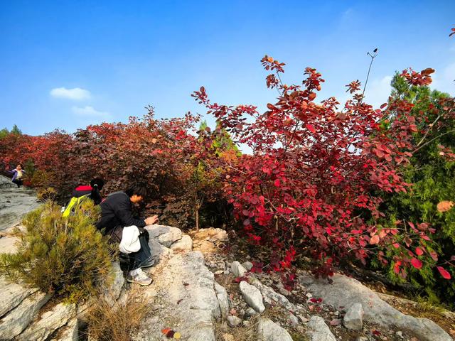 醉染蚰蜒山