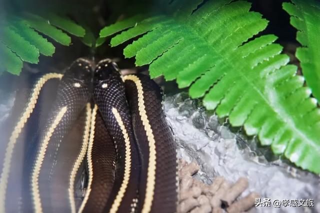 摸爬宠、探魔法，孝感这个一站式遛娃新地标诞生！