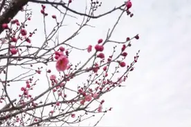 收藏！这里有一份郑州春日赏花指南图片