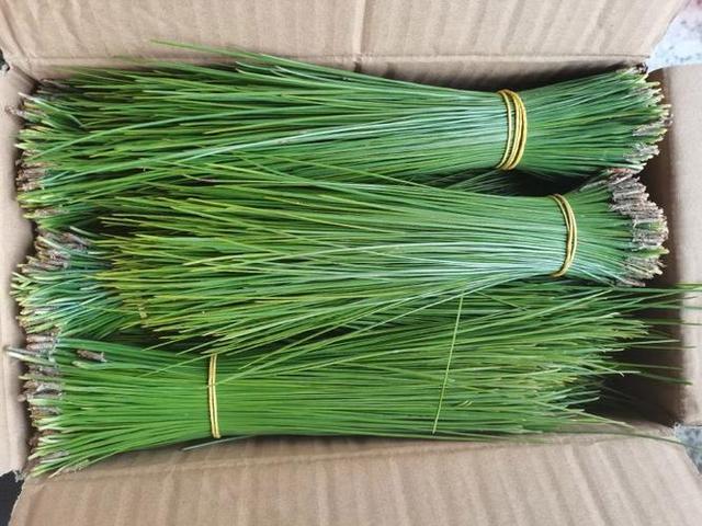 马尾松叶子叫松针，农村随处可见没人要，没想到有6大厉害妙用