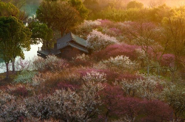 2月早春风光，7个赏花胜地，漫山遍野花香，率先打开春天