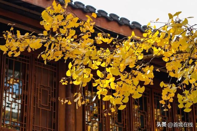 错过等明年！宜宾今年宝藏银杏打卡地合集在这里