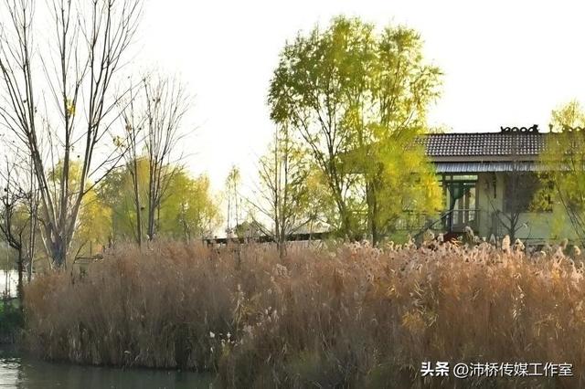 秋日白洋淀：千年水墨的自然魅力与人文故事