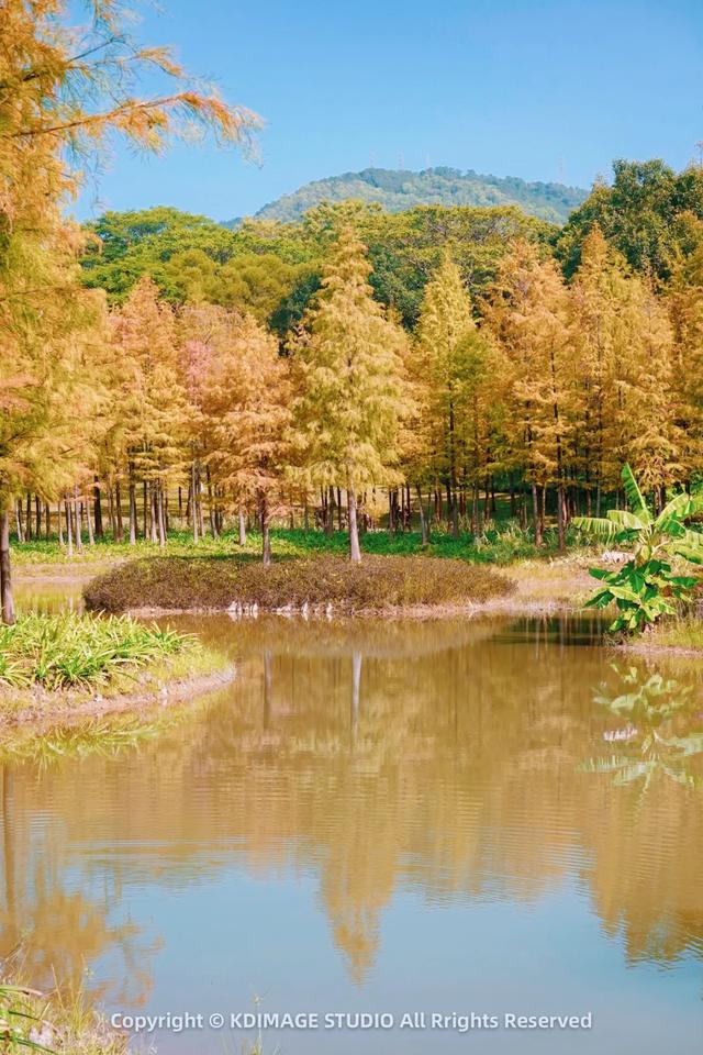 深圳秋日限定:三处落羽杉秘境,邂逅南国绚烂!