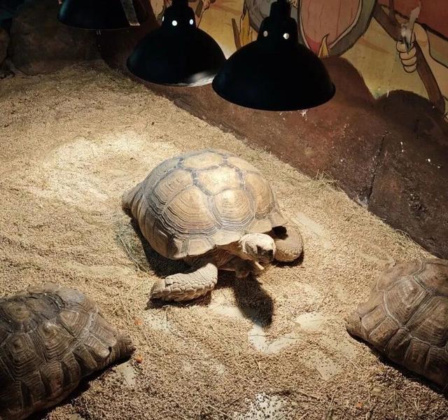 潍坊人有自己的“疯狂动物城”！冲！冲！冲！