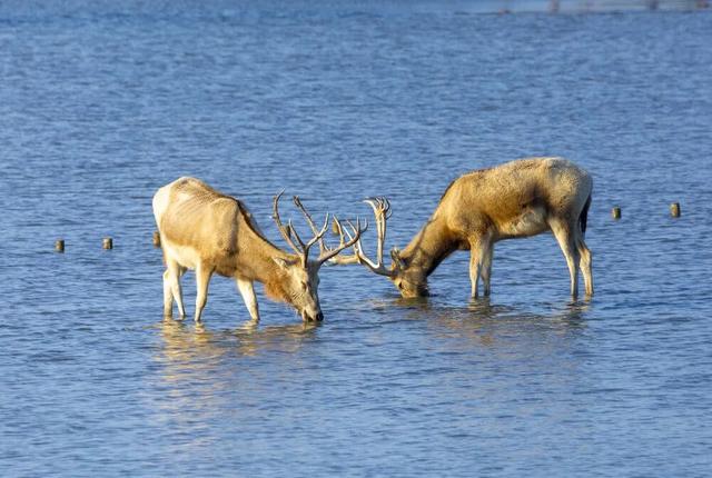 保护钱包，微信这个功能一定要开启！【今日早报】