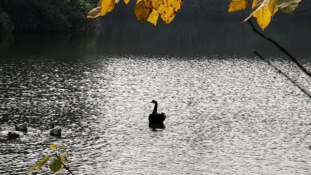 最高气温20℃！重庆人快来这些公园晒太阳