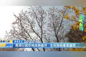 满园春色关不住：南湖公园京桃连翘盛开 生机勃勃春意盎然图片