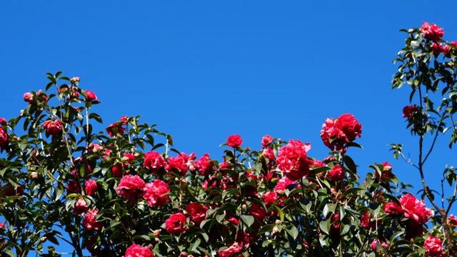 免费打卡！腾冲千株茶花绽放迎春，藏尽初春温柔