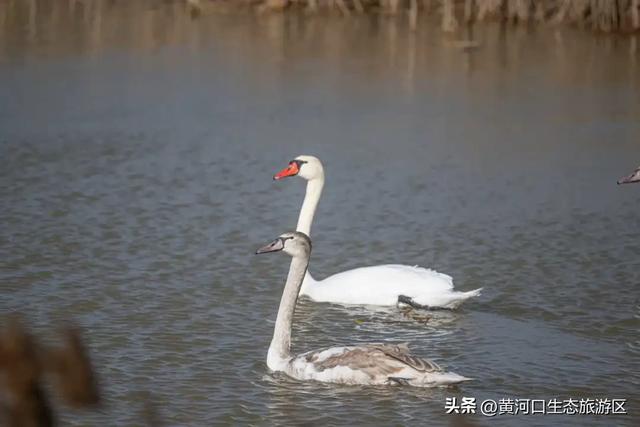 【黄河口生态旅游区】欢欢喜喜闹元宵 游玩指南来袭!