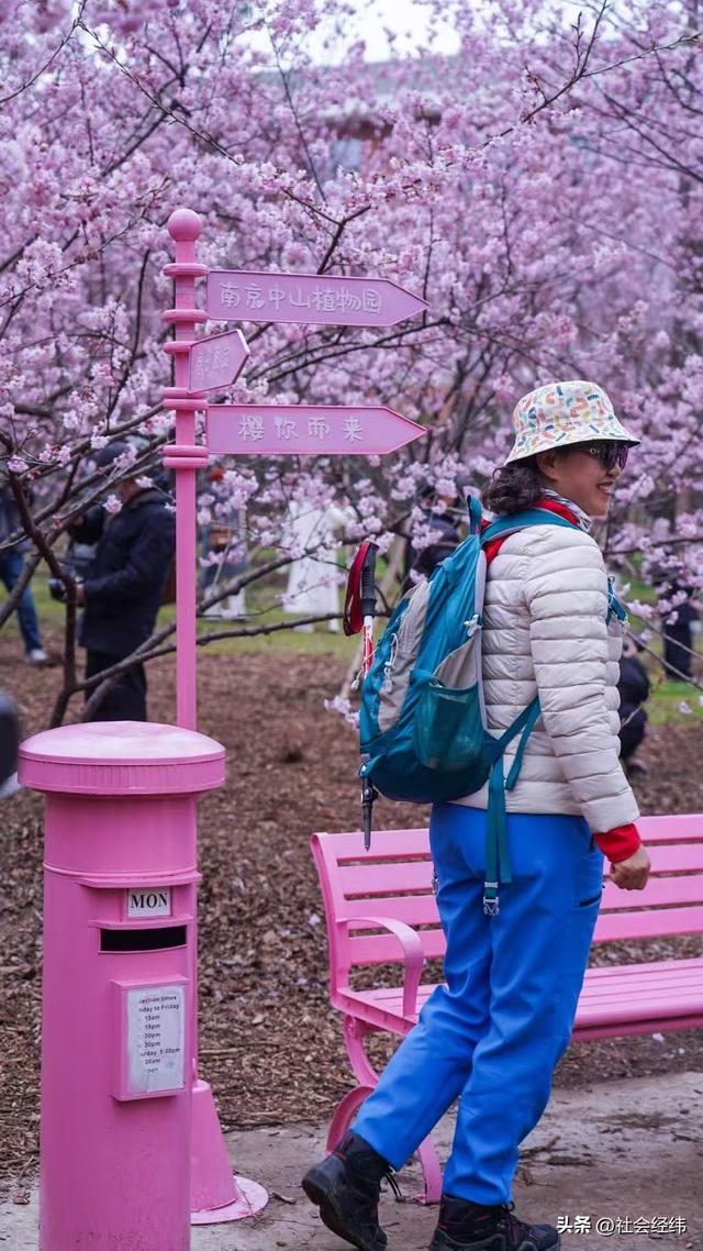 每日一景|寒意未消春意先至 南京中山植物园早樱绽放迎游人