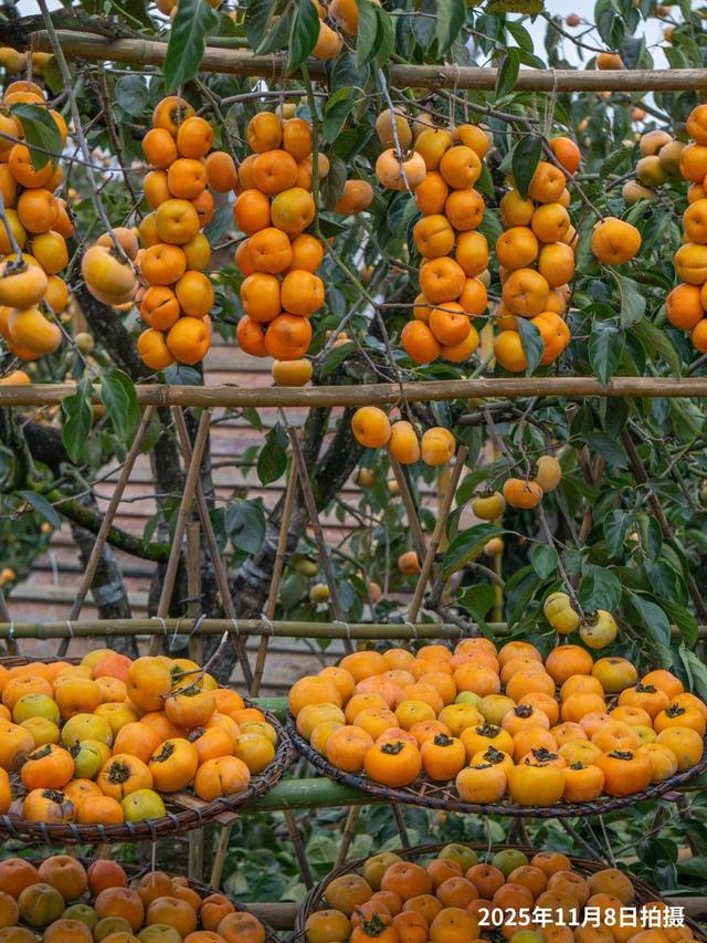 最佳观赏期！冬天来广西，指定有好“柿”！（附最新实拍图）