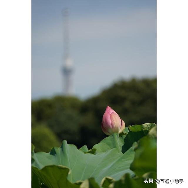 50mm起步的超远摄变焦!腾龙“50-400mm F/4.5-6.3 Di III VC VXD”评测