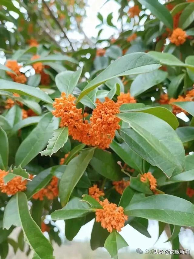 双节畅游新洲 | 粉的、紫的、金黄的…...新洲花海美成秋天童话！国庆假期来打卡~
