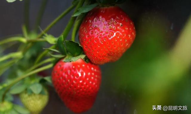 别再问昆明哪里能摘草莓了！收下这份采摘地图，直接抄作业→