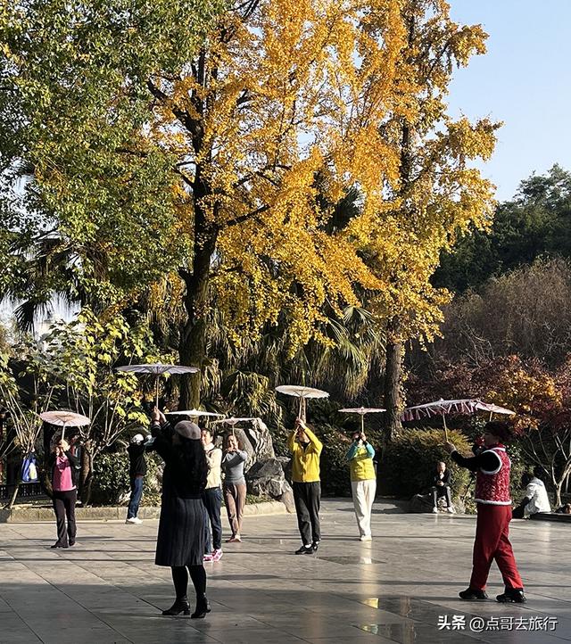 成都被私藏的彩林公园，流金溢彩，充满老城烟火气，地铁公交直达