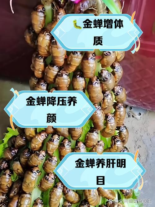 知了猴的养殖方法及管理
