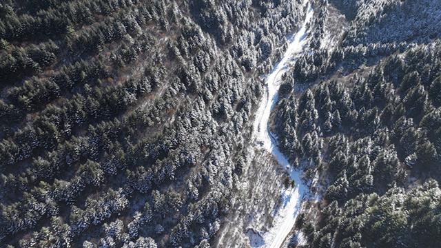 武山县太皇山：雪松琼枝绽冬韵