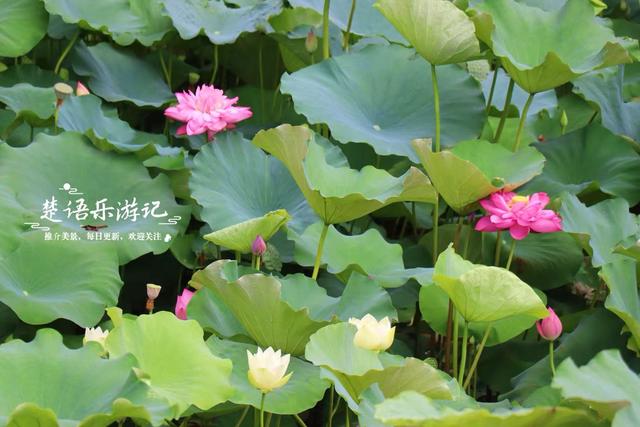 浙江宁波的新兴游玩地，多个公园相邻而居，多个荷花池美不胜收