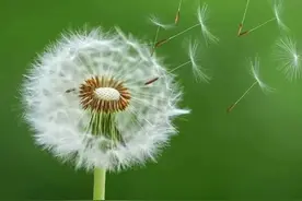 一文读懂：蒲公英的神奇功效与泡茶方法，让你养生更简单图片