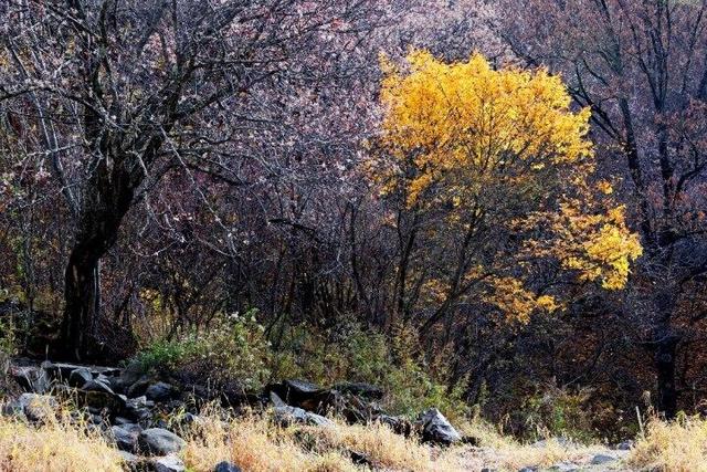 四川这个地方的初冬，是彩色的！