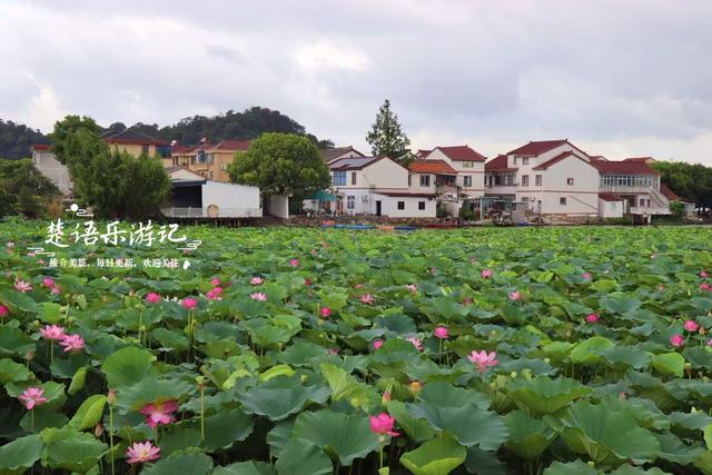 浙江宁波小浃江畔的乡村，百亩荷塘成为热门风景，被誉为田园牧歌