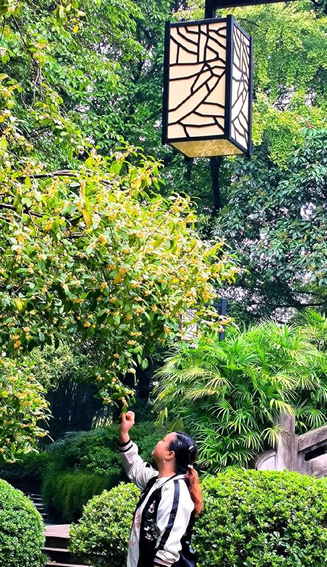 轨道直达，重庆最佳赏桂花的地点安排好了→