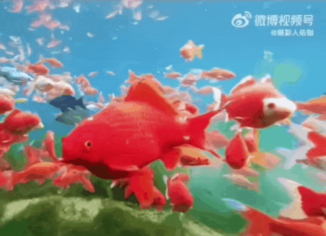 被济南泉水下的世界惊艳到了！