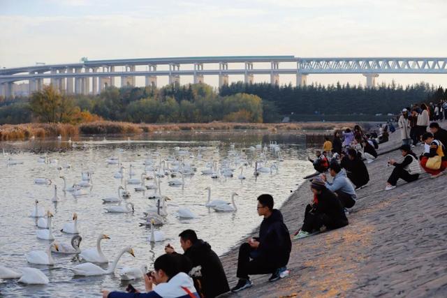 一湖初冬色，半城清欢美——三门峡苍龙湖的冬日盛景