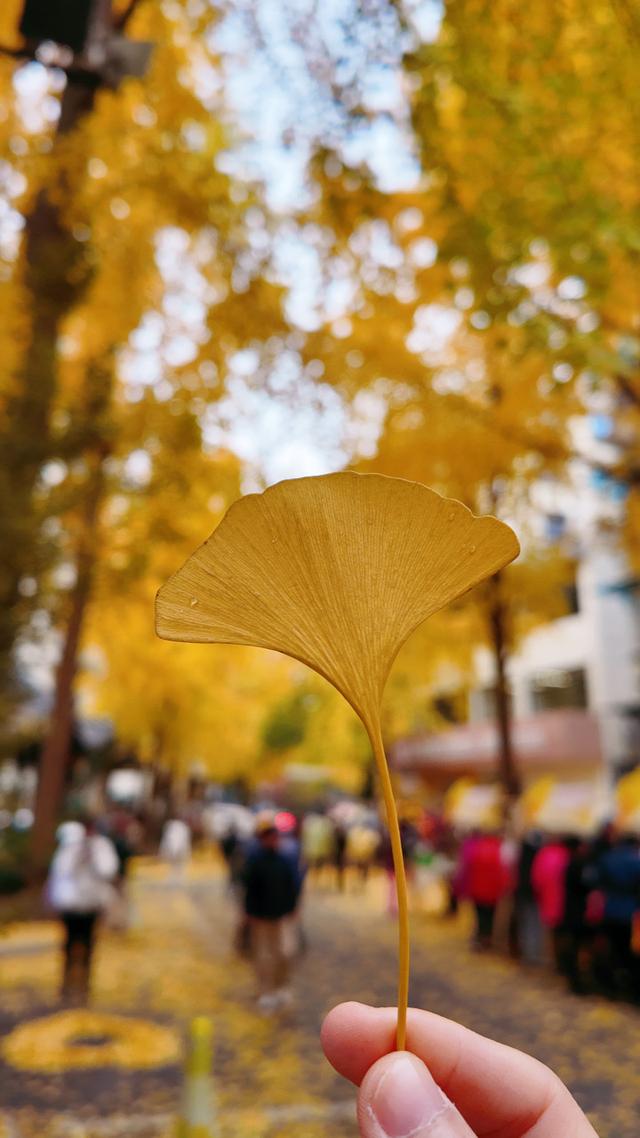 持续一周！抓住银杏的“尾巴”，到后市街打卡“疯狂动物城”