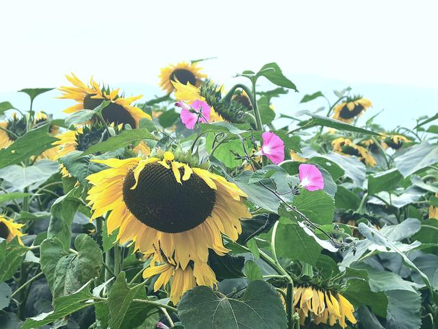 《雨霖铃·滇池秋望》