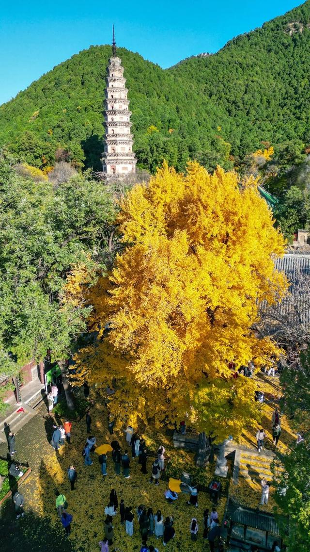 领取限定“杏”运！抓紧来看金色山东