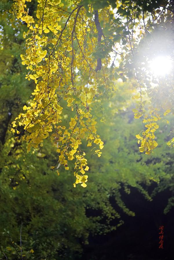 深秋，到政和大岭村看银杏黄叶去。