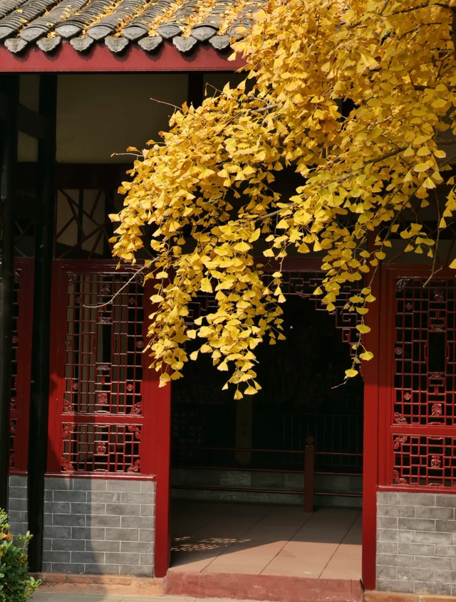 成都地铁10号线直达的小众银杏观赏地，自助美味斋饭好吃到爆！