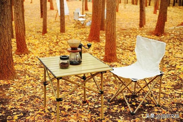 8天金黄狂欢！呈贡银杏嘉年华解锁冬日限定浪漫