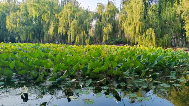 包头公园行（阿尔丁植物园、赛罕塔拉城中草原、奥林匹克公园）