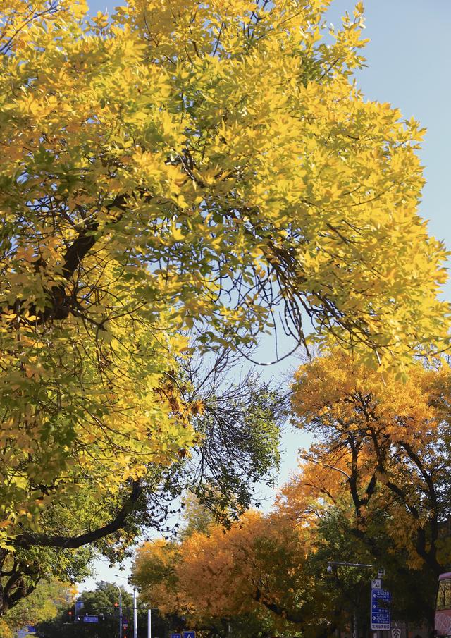 “北平之秋便是天堂” | 五四大街的金色浪漫！