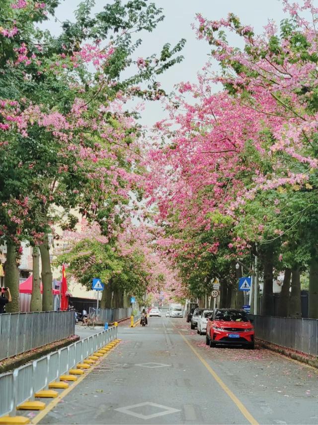 寻觅秋冬季粉色浪漫：深圳十个邂逅异木棉花开的地方