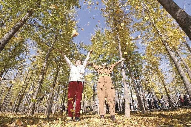 美在邯郸 | 曲周县千亩银杏林迎来最佳观赏季——千蝶化作一城金