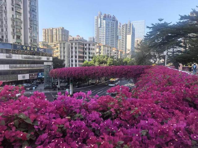 花地 | 王占黑：广州，“我一定会再回来的！”