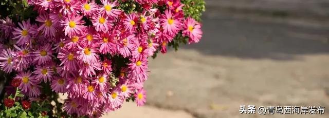 走不出这画了,我已被西海岸的秋景迷倒 🥹