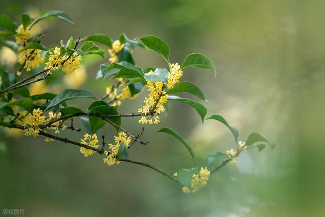 杭州满是桂花香的茶园徒步线：满陇桂雨寻秋日，茶田漫步叙时光