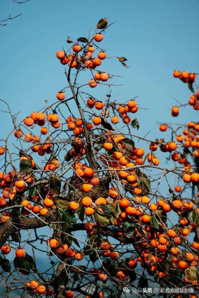 陕西渭南：远山如黛 鸟语花香 气正风顺 厚镇和石鼓山等一日游