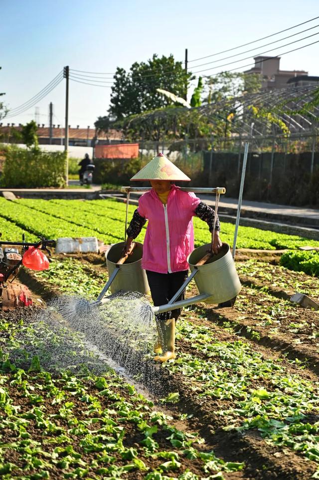石碣好 “景”！拥抱生态绿地，感受田园风光~