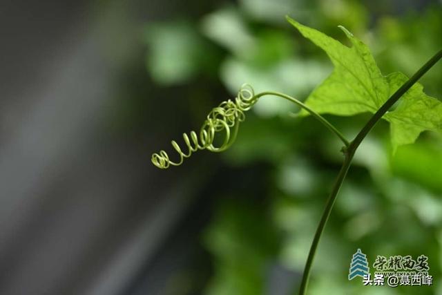 庭院风光:丝瓜花