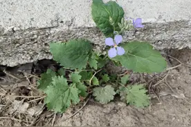 农村常见的20种小草，你认识吗？图片