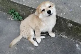 高人指点：这5种动物来到家里时，千万不能打死，直接赶走就行！图片