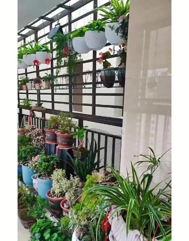 发现一花友花养的太美，“堆满”了楼道，犹如“人间仙境”