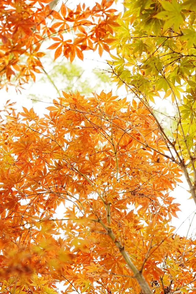 州庆，弥勒太平湖超多福利！红河人约起～