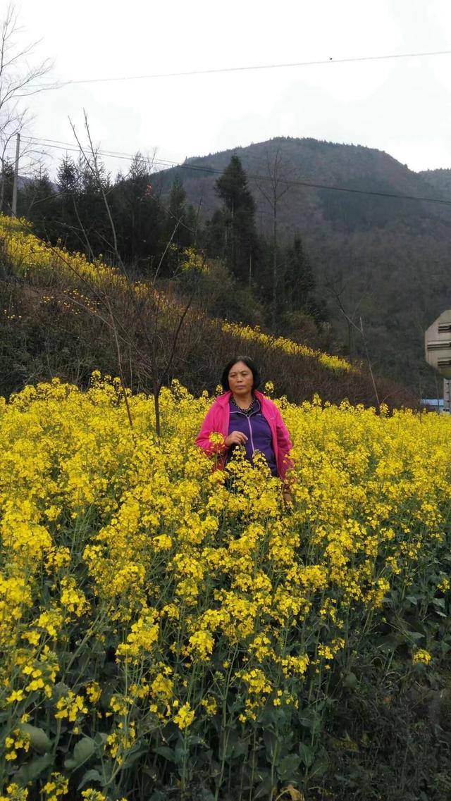 带着孙女去旅行（168）罗平油菜花海游